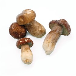 Borde Frozen Whole Porcini 4-6cm 10x1kg